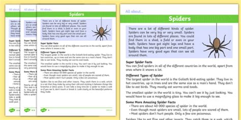 File : Spider